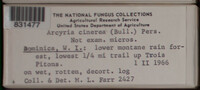 Arcyria cinerea image